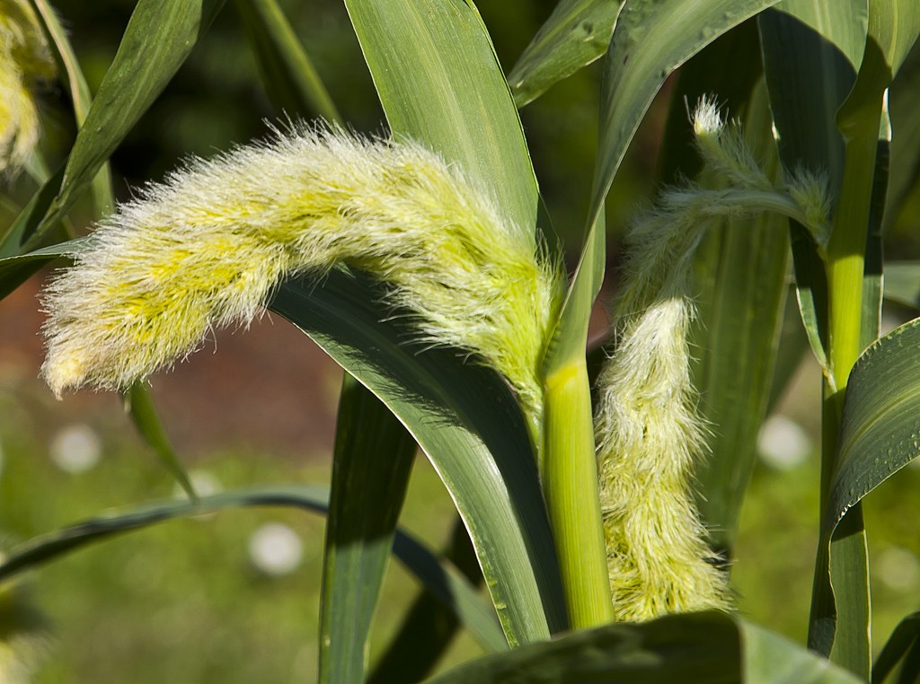 Inflorescencia de Setaria 