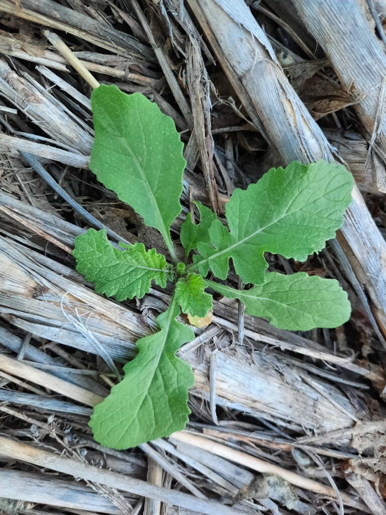 Planta de Mostacilla
(Rapistrum rugosum)