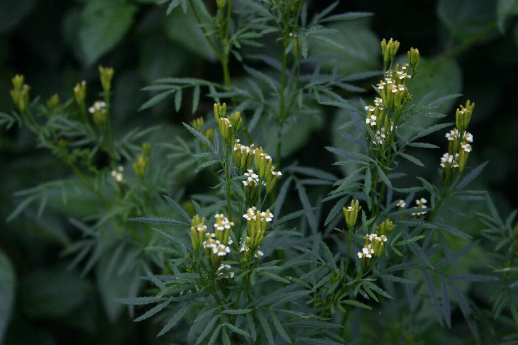 Plantas de Chinchilla - Tagetes minuta