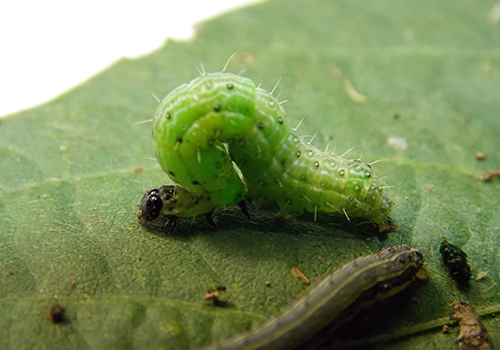 Imagen de isoca medidora (rachiplusia nu)